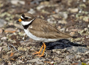 Хиазат (Хүзүүвчит хиазат)